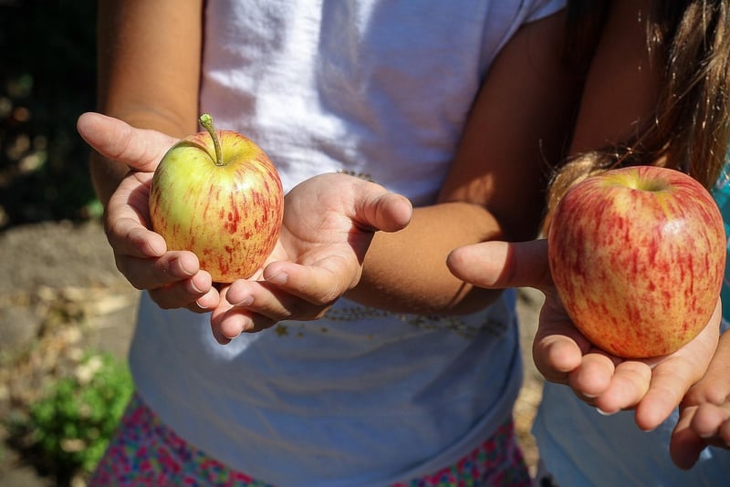 Seasonal Produce Picks